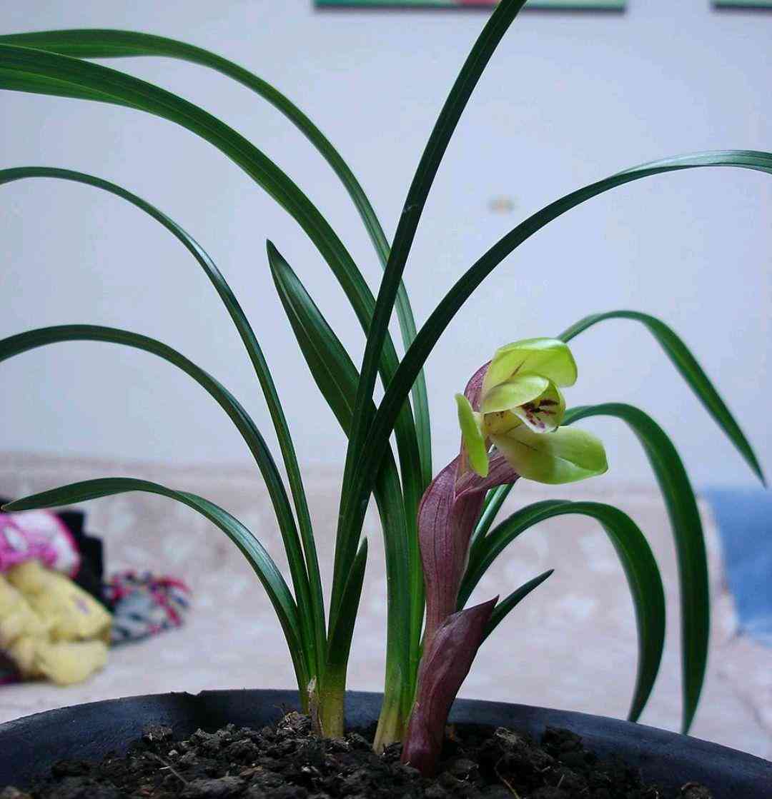 墨兰今日黄金金价走势图(墨兰今日黄金金价走势图表)插图10 墨兰今日黄金金价走势图(墨兰今日黄金金价走势图表)插图10