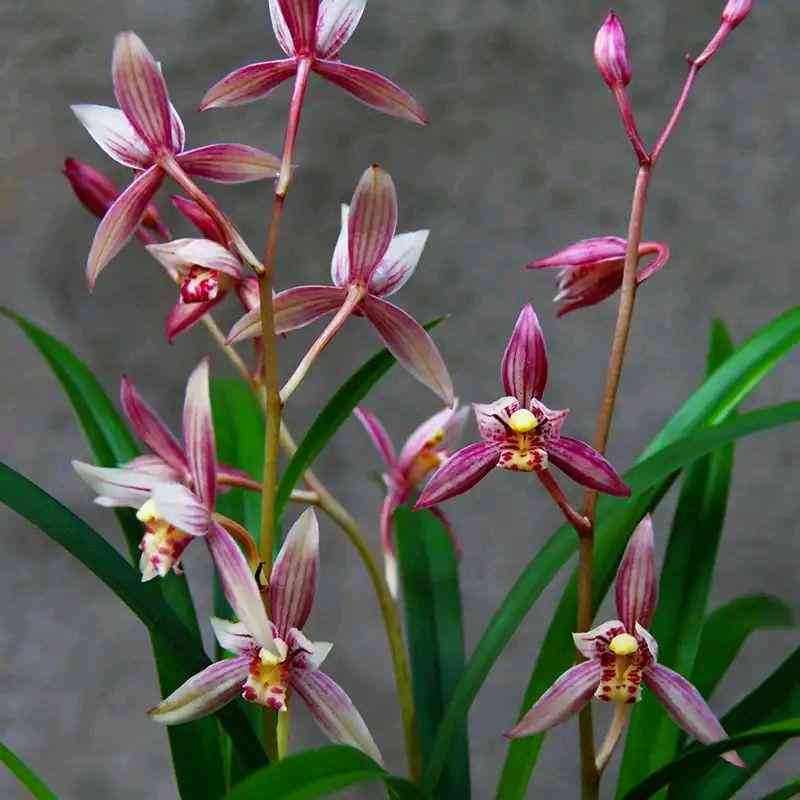 墨兰今日黄金金价走势图(墨兰今日黄金金价走势图表)插图11 墨兰今日黄金金价走势图(墨兰今日黄金金价走势图表)插图11