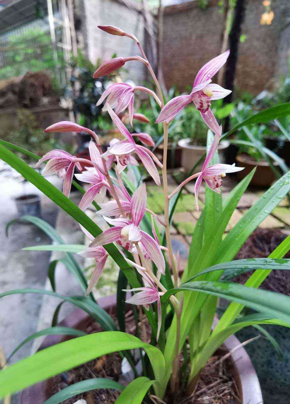 墨兰今日黄金金价走势图(墨兰今日黄金金价走势图表)插图12 墨兰今日黄金金价走势图(墨兰今日黄金金价走势图表)插图12