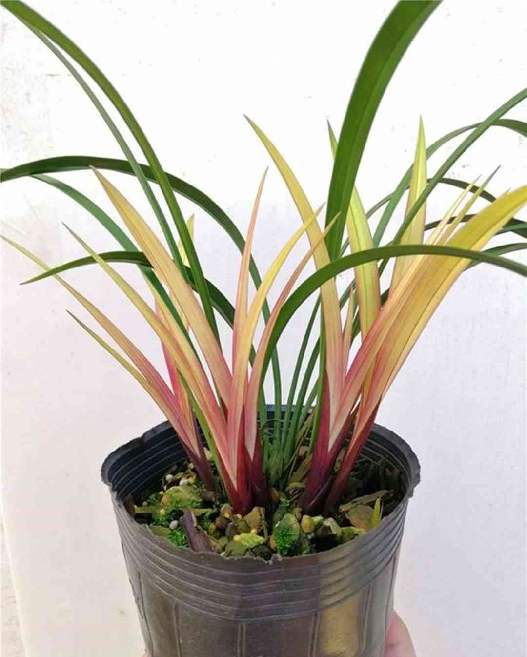 墨兰今日黄金金价走势图(墨兰今日黄金金价走势图表)插图13 墨兰今日黄金金价走势图(墨兰今日黄金金价走势图表)插图13