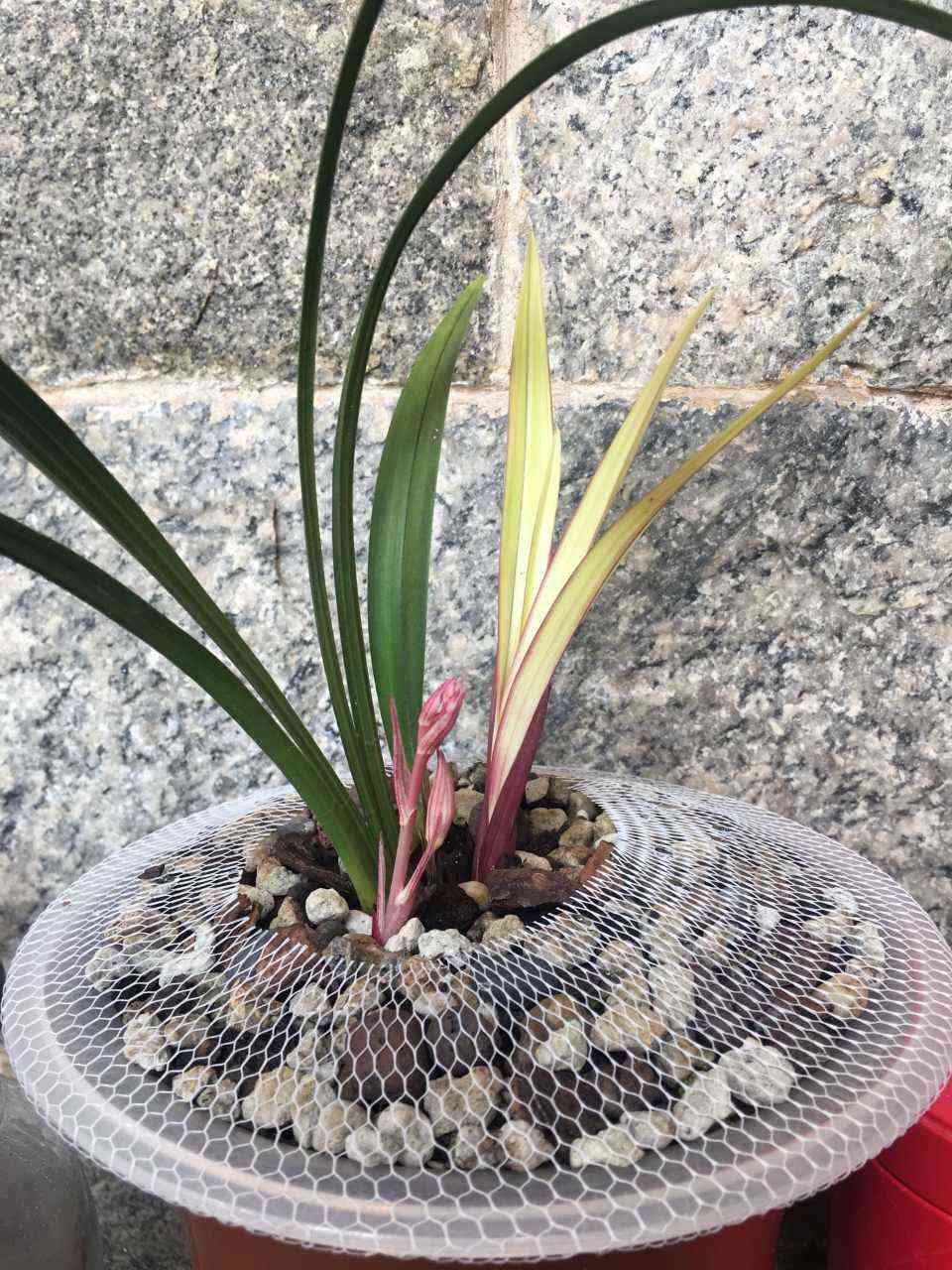 墨兰今日黄金金价走势图(墨兰今日黄金金价走势图表)插图14 墨兰今日黄金金价走势图(墨兰今日黄金金价走势图表)插图14