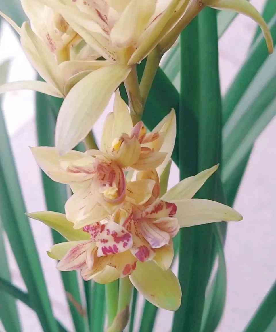 墨兰今日黄金金价走势图(墨兰今日黄金金价走势图表)插图15 墨兰今日黄金金价走势图(墨兰今日黄金金价走势图表)插图15