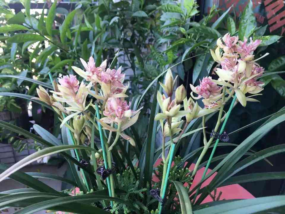 墨兰今日黄金金价走势图(墨兰今日黄金金价走势图表)插图16 墨兰今日黄金金价走势图(墨兰今日黄金金价走势图表)插图16