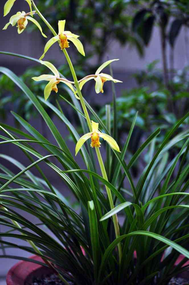 墨兰今日黄金金价走势图(墨兰今日黄金金价走势图表)插图18 墨兰今日黄金金价走势图(墨兰今日黄金金价走势图表)插图18