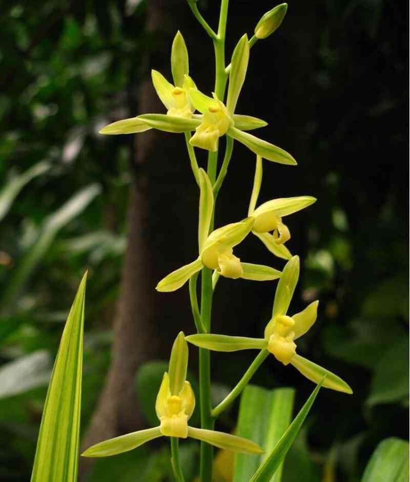 墨兰今日黄金金价走势图(墨兰今日黄金金价走势图表)插图19 墨兰今日黄金金价走势图(墨兰今日黄金金价走势图表)插图19