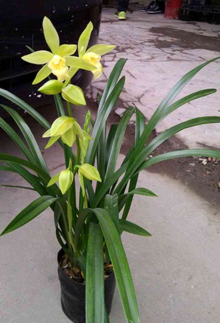 墨兰今日黄金金价走势图(墨兰今日黄金金价走势图表)插图20 墨兰今日黄金金价走势图(墨兰今日黄金金价走势图表)插图20