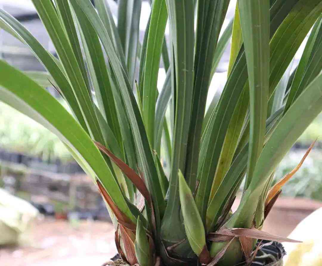 墨兰今日黄金金价走势图(墨兰今日黄金金价走势图表)插图21 墨兰今日黄金金价走势图(墨兰今日黄金金价走势图表)插图21