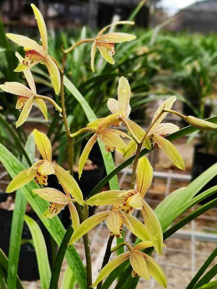 墨兰今日黄金金价走势图(墨兰今日黄金金价走势图表)插图22 墨兰今日黄金金价走势图(墨兰今日黄金金价走势图表)插图22