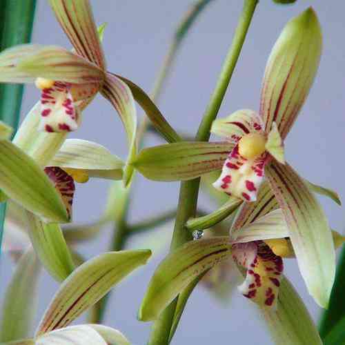 墨兰今日黄金金价走势图(墨兰今日黄金金价走势图表)插图23 墨兰今日黄金金价走势图(墨兰今日黄金金价走势图表)插图23