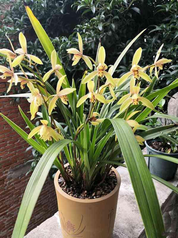 墨兰今日黄金金价走势图(墨兰今日黄金金价走势图表)插图24 墨兰今日黄金金价走势图(墨兰今日黄金金价走势图表)插图24