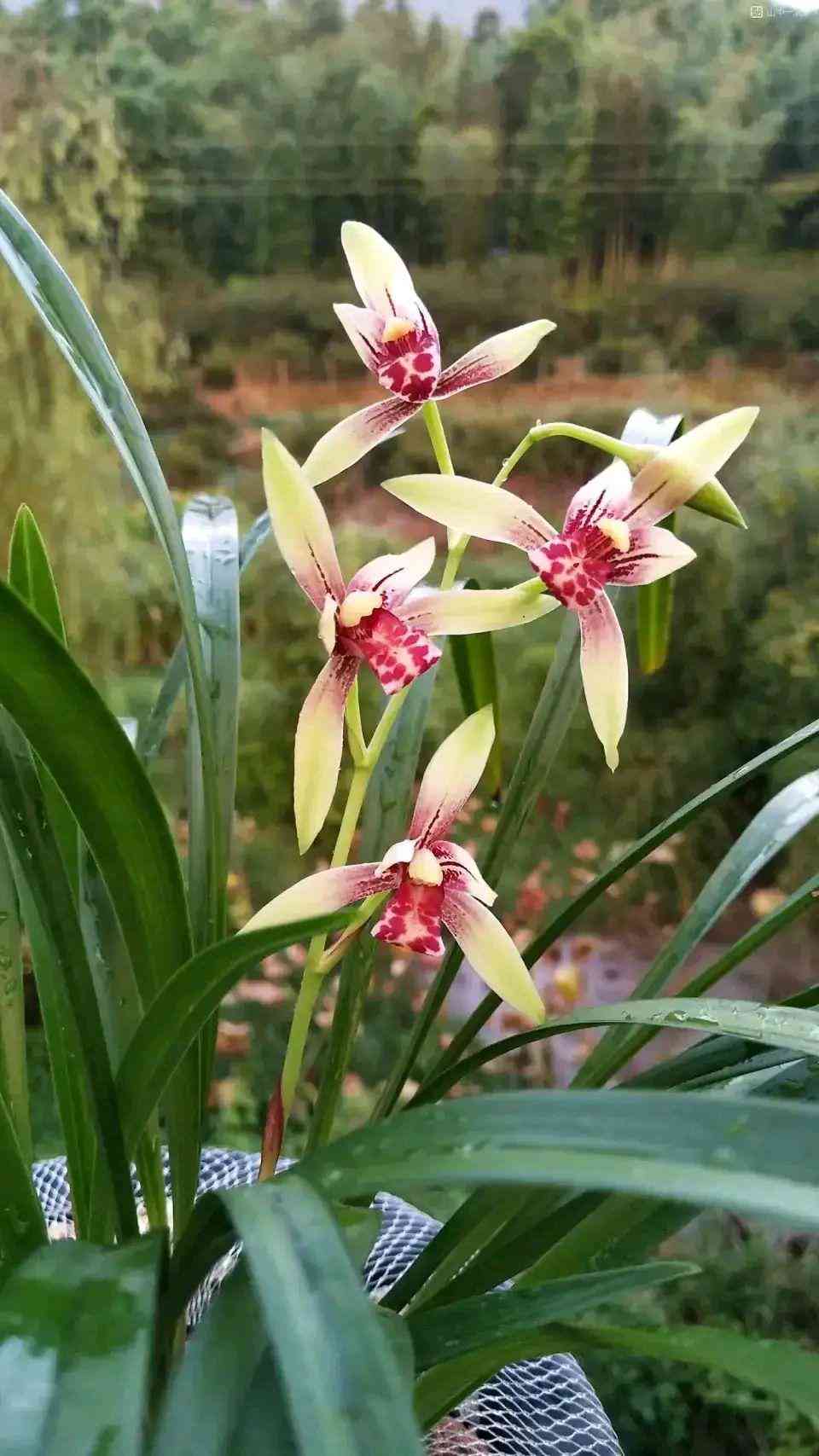 墨兰今日黄金金价走势图(墨兰今日黄金金价走势图表)插图25 墨兰今日黄金金价走势图(墨兰今日黄金金价走势图表)插图25