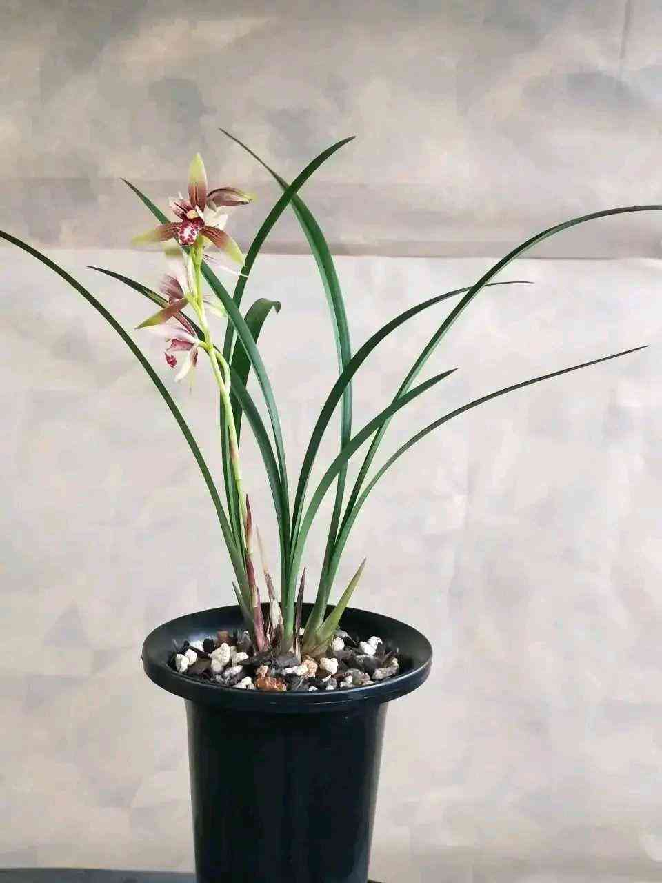 墨兰今日黄金金价走势图(墨兰今日黄金金价走势图表)插图26 墨兰今日黄金金价走势图(墨兰今日黄金金价走势图表)插图26