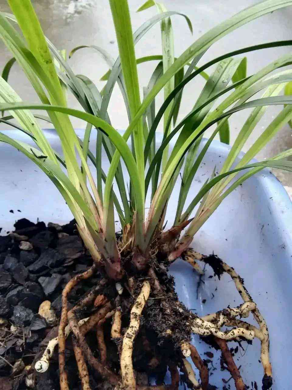 墨兰今日黄金金价走势图(墨兰今日黄金金价走势图表)插图27 墨兰今日黄金金价走势图(墨兰今日黄金金价走势图表)插图27