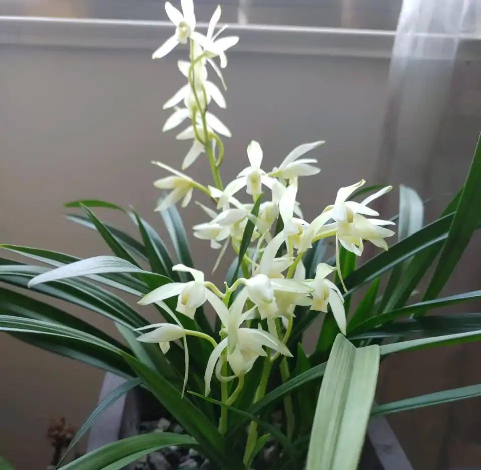 墨兰今日黄金金价走势图(墨兰今日黄金金价走势图表)插图28 墨兰今日黄金金价走势图(墨兰今日黄金金价走势图表)插图28