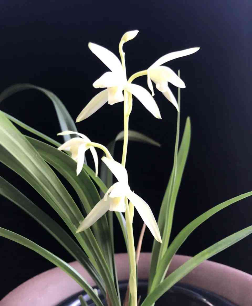 墨兰今日黄金金价走势图(墨兰今日黄金金价走势图表)插图29 墨兰今日黄金金价走势图(墨兰今日黄金金价走势图表)插图29