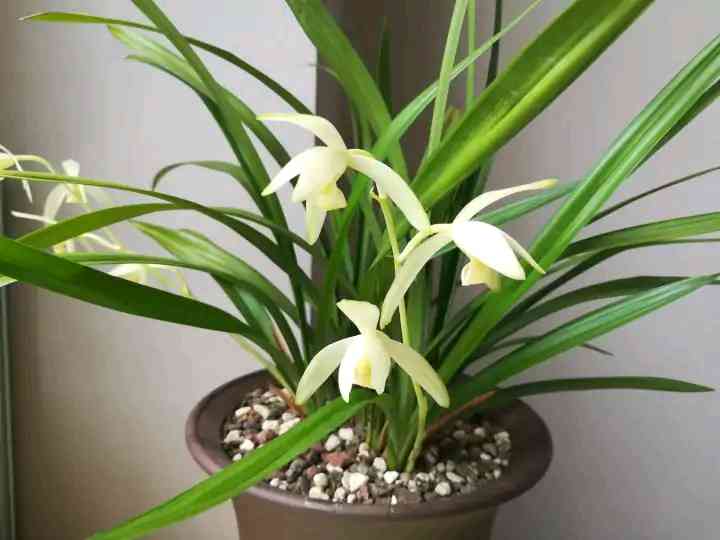 墨兰今日黄金金价走势图(墨兰今日黄金金价走势图表)插图30 墨兰今日黄金金价走势图(墨兰今日黄金金价走势图表)插图30