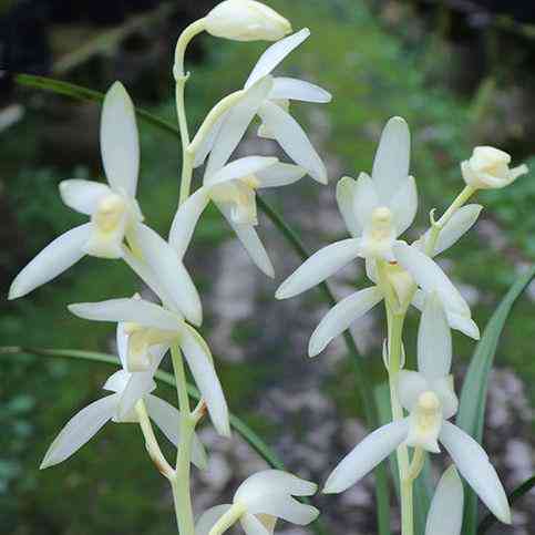 墨兰今日黄金金价走势图(墨兰今日黄金金价走势图表)插图31 墨兰今日黄金金价走势图(墨兰今日黄金金价走势图表)插图31