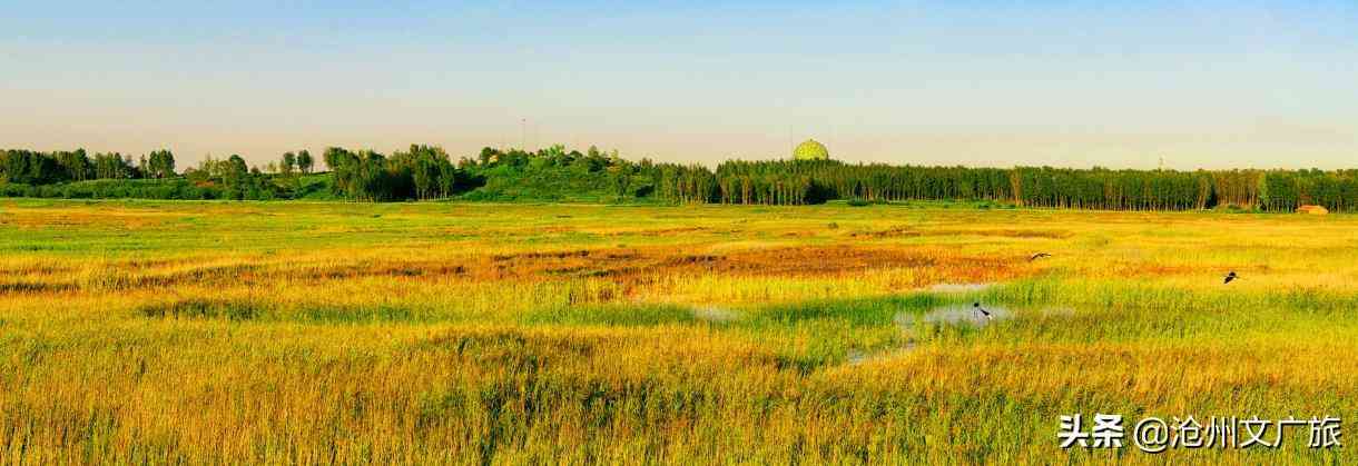 今日黄金价格海兴(今日黄金价格275元)插图1