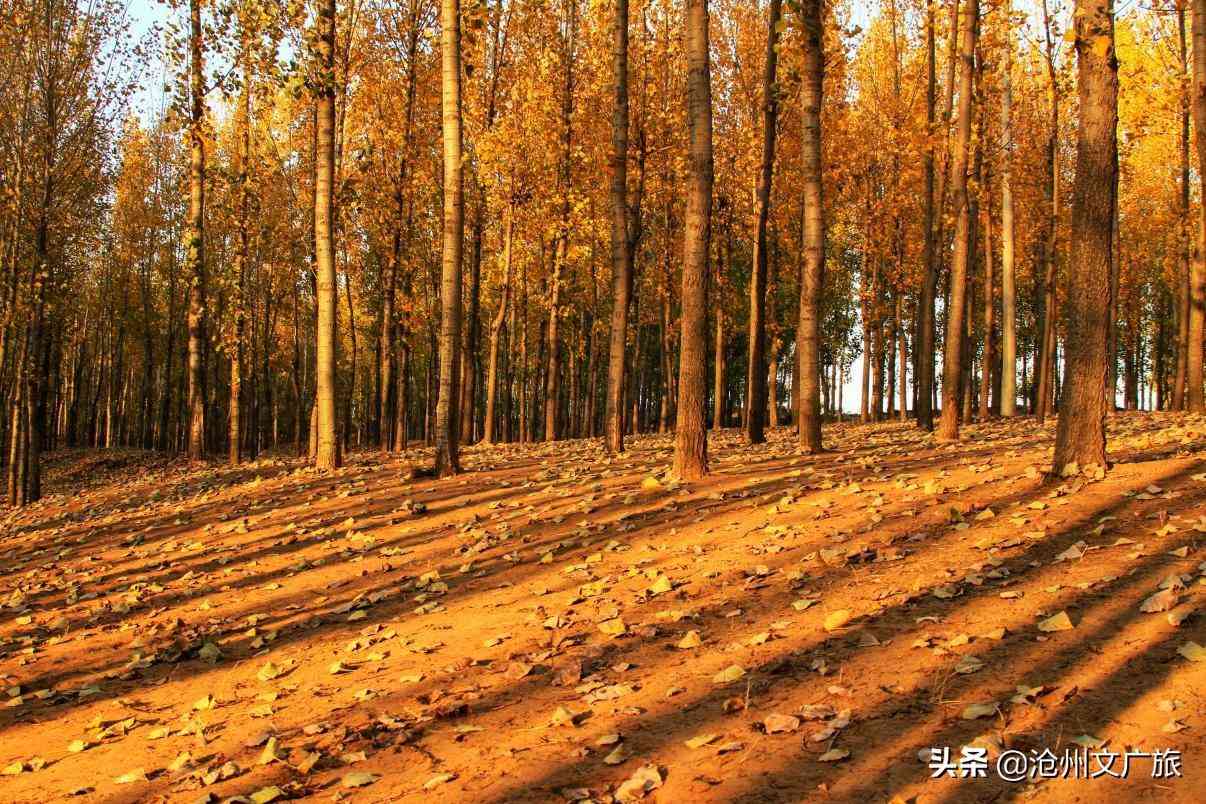 今日黄金价格海兴(今日黄金价格275元)插图5