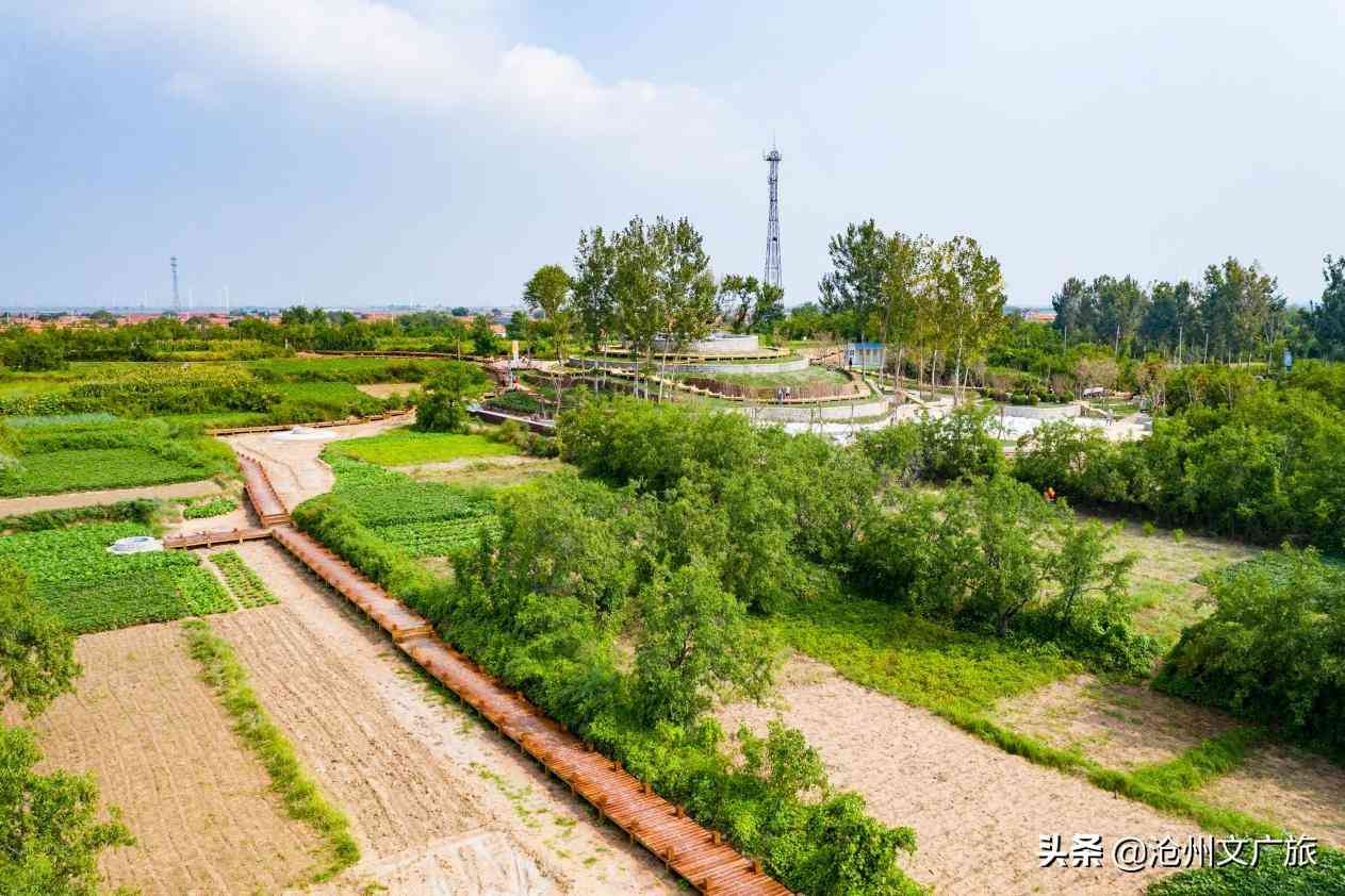 今日黄金价格海兴(今日黄金价格275元)插图6