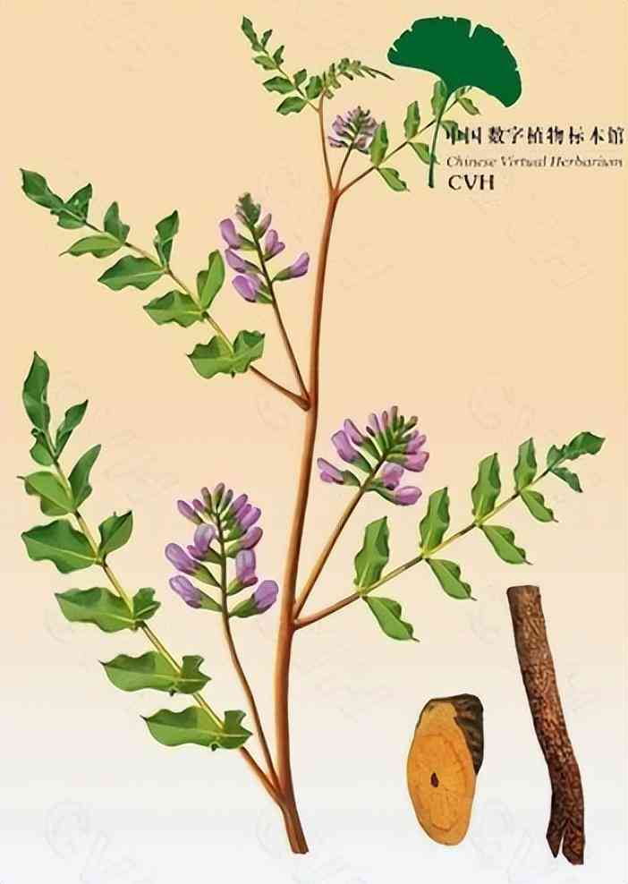 甘草在化妆品中作用与功效(甘草在化妆品中的作用与功效)