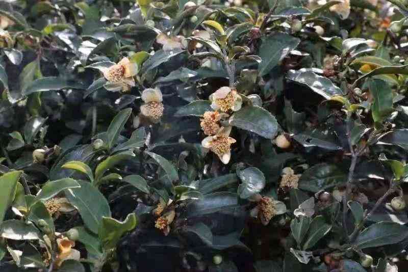 美白化妆品花的图片(美白化妆品的功效可以从什么及有效性两个角度进行评估)