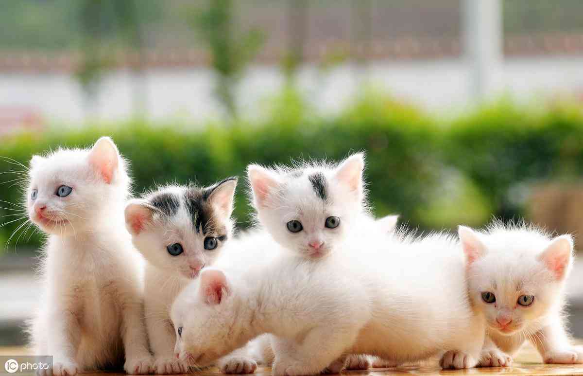 猫瘟检测化妆品全套图片(猫瘟检测结果图片)