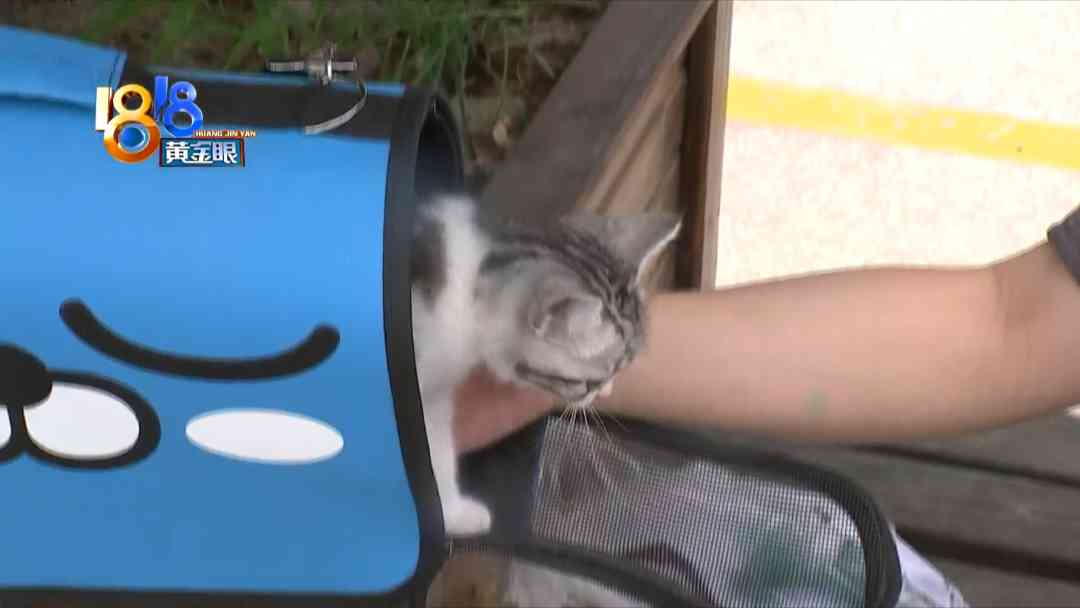 杭州临平今日回收金价(杭州临平今日回收金价查询)