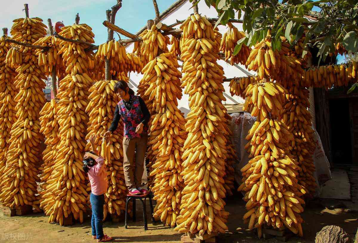 宣威市今日金价(宣威市今日金价查询)