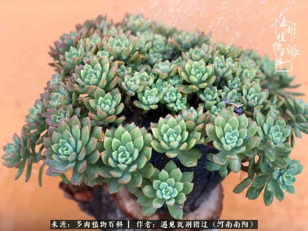 南阳佳美化妆品店(南阳嘉美店的东西是正品吗)