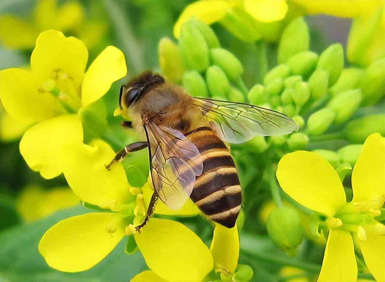 化妆品油性原料分类(化妆品常用油性原料的安全风险)
