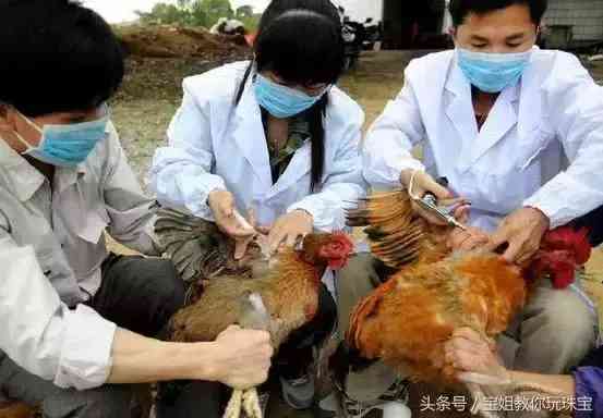 血珀的价格(血珀的价格是多少)