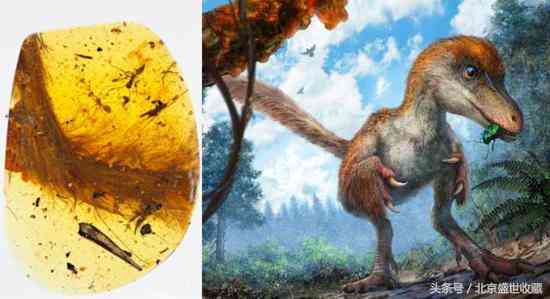 真正的琥珀多少钱一克(琥珀的7大神奇功效)