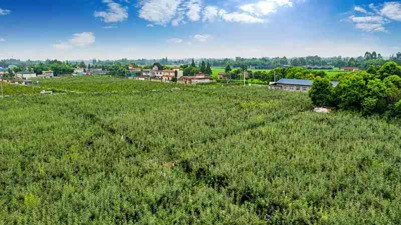 崇州市今日金价多少(崇州黄金回收多少钱一克)