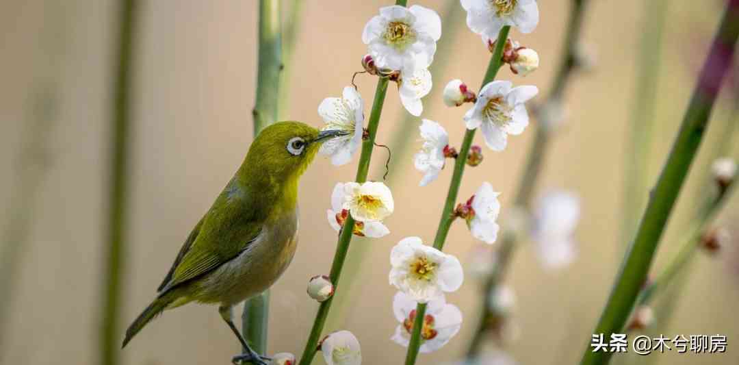 丰城黄金价格查询今日(丰城黄金谷景区门票多少钱)