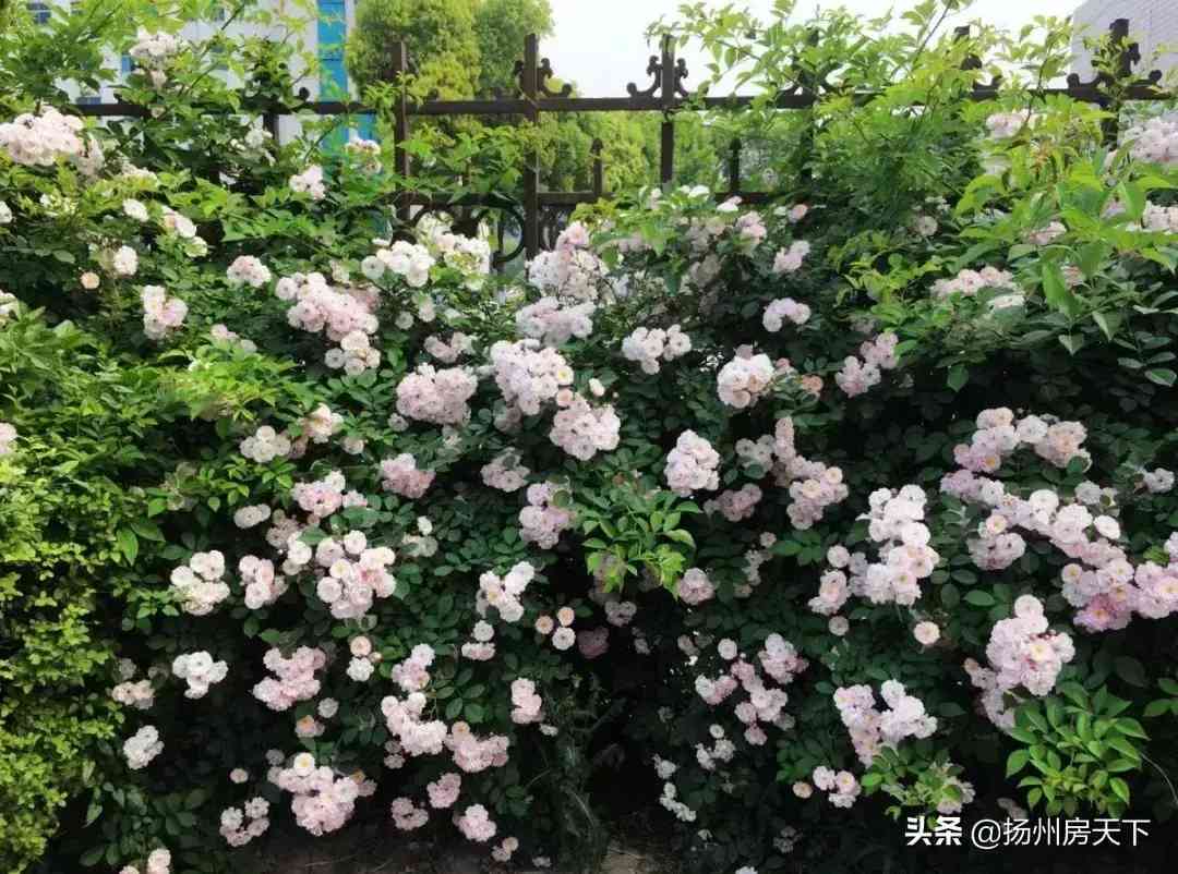 仪征今日黄金价格消息(仪征黄金回收价格)