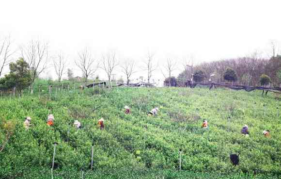 仪征今日黄金价格(仪征黄金价格今天多少一克)