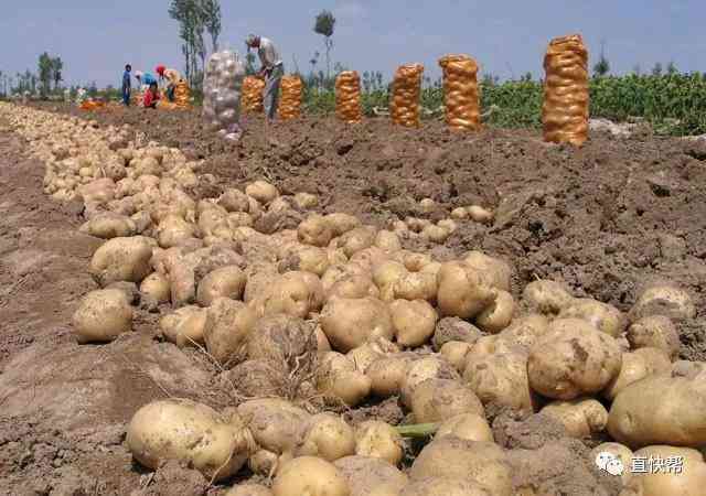 今日金价平凉(今日金饰品金价)
