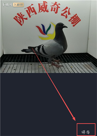 青鸽网App