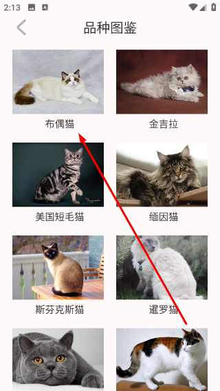 猫语言