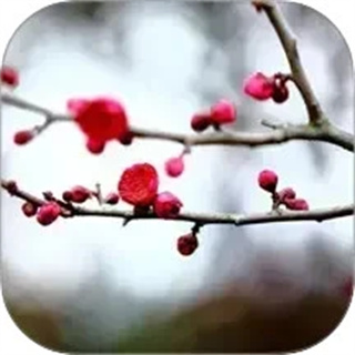 梅花易数笔记