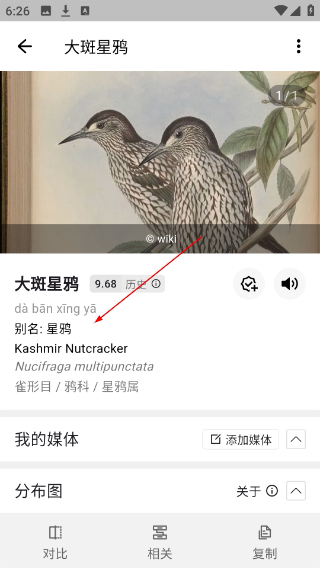 懂鸟正版