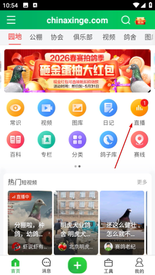 中国信鸽信息网手机版